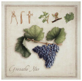 Grenache Noir