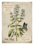 Sage