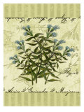 Thyme