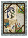 Blue Jay