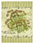 Coriander