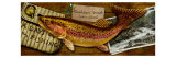 Rainbow Trout