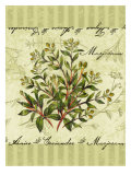 Marjoram
