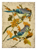 Blue Jay