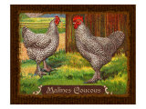 Malines Coucous