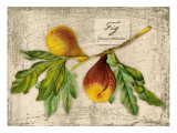 Fig