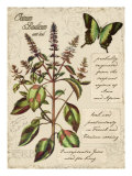 Sweet Basil