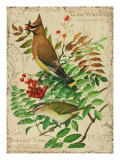 Cedar Waxwing