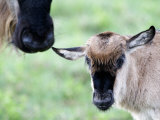 Close-Up of Wildebeest with its Calf  Ndutu  Ngorongoro  Tanzania