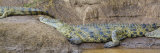 Three Nile Crocodiles on Rocks  Masai Mara National Reserve  Kenya
