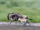 Newborn Wildebeest Calf Running with its Mother  Ndutu  Ngorongoro  Tanzania