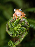 Close-Up of a Blue-Eyed Tree Frog on a Fern Frond  Andasibe-Mantadia National Park  Madagascar