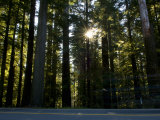 Highway Passing Through Redwood Forest  Route 101  Del Norte Coast Redwoods State Park  California