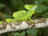 Close-Up of a Plumed Basilisk on a Branch  Costa Rica