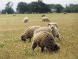 Flock of Free Range Sheep Grazing in a Field  Corvallis  Oregon