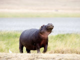 Hippopotamus Walking in a Field  Ngorongoro Crater  Ngorongoro  Tanzania