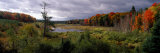 Trees in a Forest  Ottawa National Forest  North Woods  Upper Peninsula  Michigan  USA