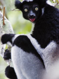 Close-Up of an Indri Lemur  Andasibe-Mantadia National Park  Madagascar