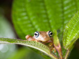 Blue-Eyed Tree Frog on a Leaf  Andasibe-Mantadia National Park  Madagascar