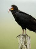 Close-Up of a Lesser Yellow-Headed Vulture Perching on Wooden Post  Cano Negro  Costa Rica