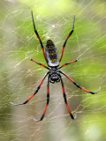 Close-Up of a Golden Silk Orb-Weaver  Andasibe-Mantadia National Park  Madagascar