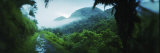 Path in a Rainforest  Cayo District  Belize