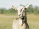 Close-Up of a Goat  Goat Cheese Farm  Vancouver  Washington
