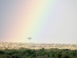 Great Migration of Wildebeests  Masai Mara National Reserve  Kenya
