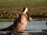 Close-Up of a Hippopotamus Yawning in a Lake  Lake Manyara  Tanzania
