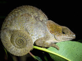 Close-Up of a Madagascan Chameleon  Madagascar