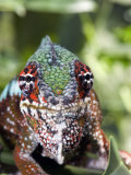 Close-Up of a Panther Chameleon  Andasibe-Mantadia National Park  Madagascar