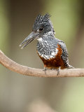 Giant Kingfisher Perching on a Branch  Lake Manyara  Tanzania