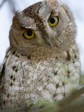 African Scops Owl Perching on a Branch  Tarangire National Park  Tanzania
