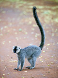 White-Headed Lemur Standing in a Forest  Berenty  Madagascar
