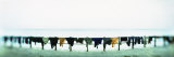Clothes Drying at the Riverbank  Ganges River  Varanasi  Uttar Pradesh  India
