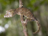 Close-Up of a Leaf-Tailed Gecko  Andasibe-Mantadia National Park  Madagascar