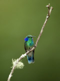 Close-Up of a Green Violetear Hummingbird  Savegre  Costa Rica
