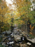 Stream Flowing in a Forest  Vermont  USA