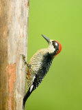 Close-Up of a Black-Cheeked Woodpecker Perching on Wood  Cano Negro  Costa Rica