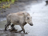 Warthog Crossing a Stream  Tarangire National Park  Tanzania