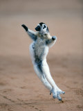 Verreaux's Sifaka Dancing in a Field  Berenty  Madagascar