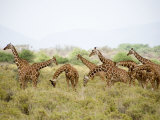 Reticulated Giraffes Grazing in a Field  Samburu National Park  Rift Valley Province  Kenya