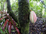 Cocoa Tree in a Rainforest  Costa Rica