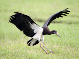 Abdim's Stork Landing in a Field  Ngorongoro Crater  Ngorongoro  Tanzania