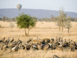 Spotted Hyenas and Vultures Squabbling over Dead Hippopotamus  Serengeti  Tanzania