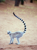Ring-Tailed Lemur Standing in a Forest  Berenty  Madagascar
