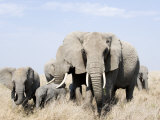 African Elephants in a Forest  Serengeti  Tanzania