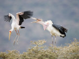 Yellow-Billed Stork and a Marabou Stork Fighting over a Perch  Lake Manyara  Tanzania
