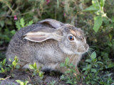 Close-Up of an African Hare in a Forest  Ndutu  Ngorongoro  Tanzania
