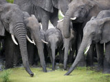 African Elephants Drinking Water in a Pond  Tarangire National Park  Tanzania